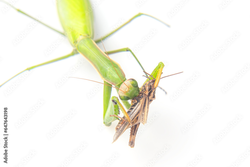 praying mantis eats a grasshopper close-up on a white background. Hunting in the world of insects. Prey for eating insects praying mantis eats a grasshopper close-up on a white background. Hunting in the world of insects. Prey for eating insects