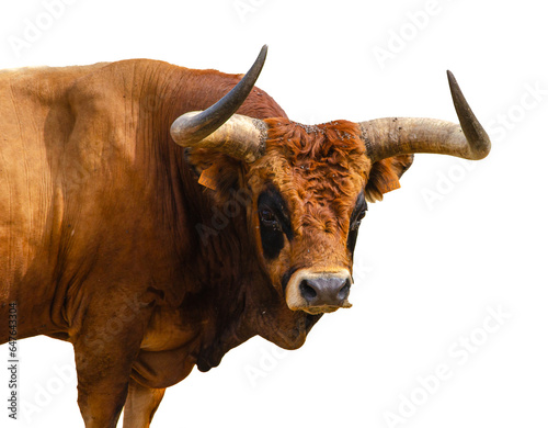 Autochthonous breed bull from the North of Portugal, Barrosá breed. Png transparent background photo