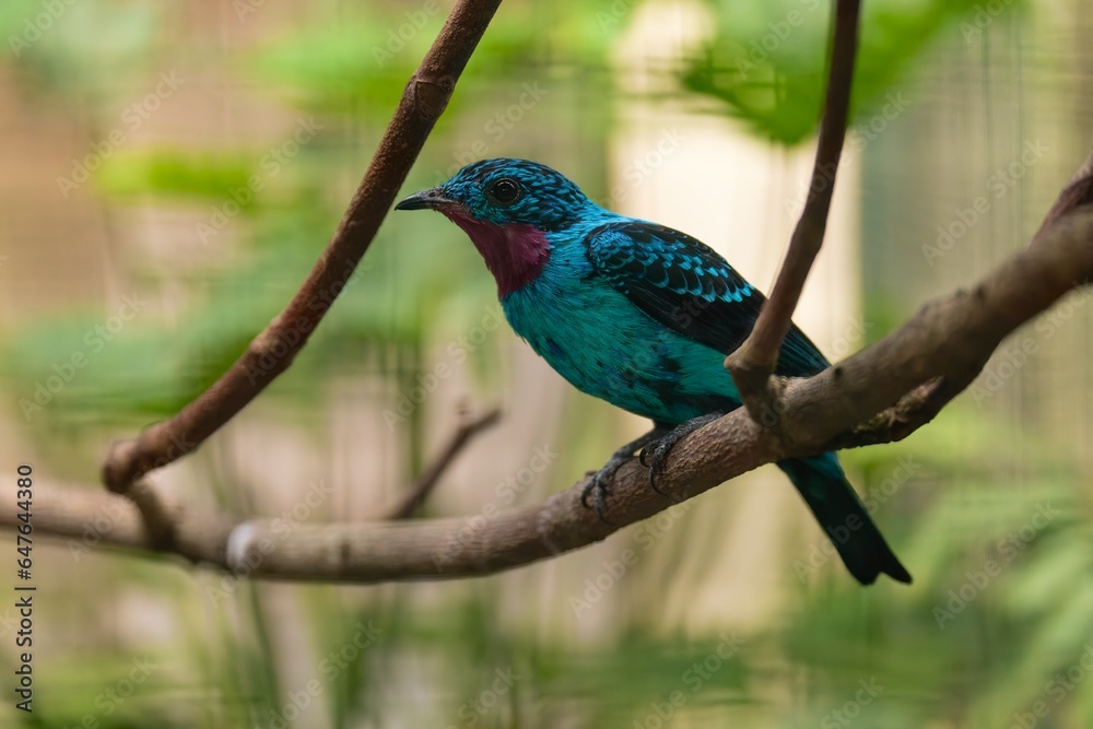 Fototapeta premium Spangled Cotinga, Cotinga cayana, detail portrait of exotic rare tropical bird in the nature habitat, dark green forest, Amazon, Brazil. Wildlife scene from jungle.