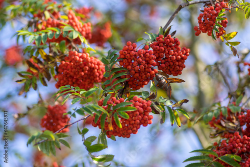 Sorbus aucuparia moutain-ash rowan tree branches with green leaves and red pomes berries on branches photo