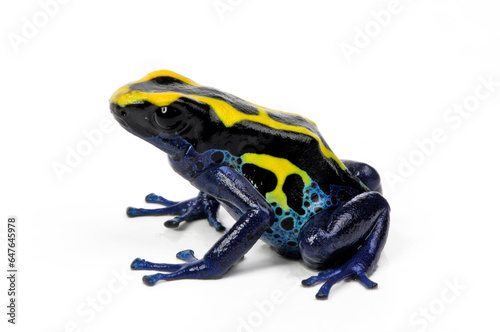 Färberfrosch // Dyeing poison dart frog (Dendrobates tinctorius) - Französisch-Guyana // French Guiana