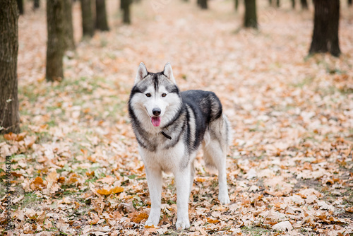 Horizontal portrait of a Husky in the autumn forest. The dog is standing with his tongue hanging out