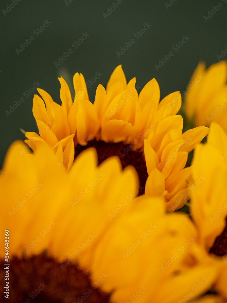 Fototapeta premium Bouquet of sunflowers close up on a dark green background
