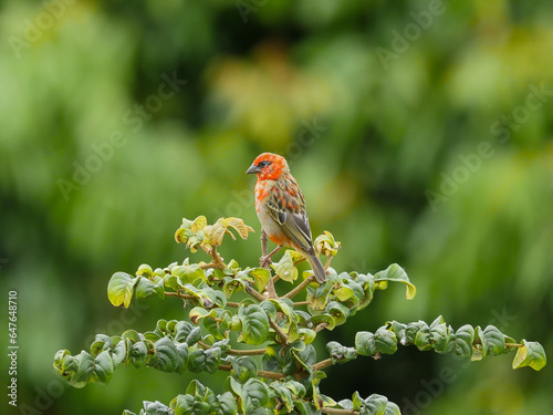 Bird with orange highlights in plumage color perching on top of tree in natural environment 
