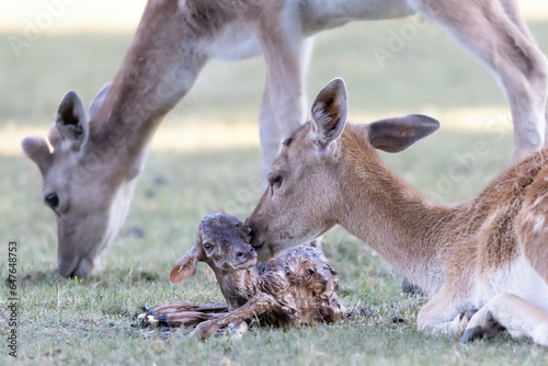 Deere, Doe with just born calf in a meadow, dama dama