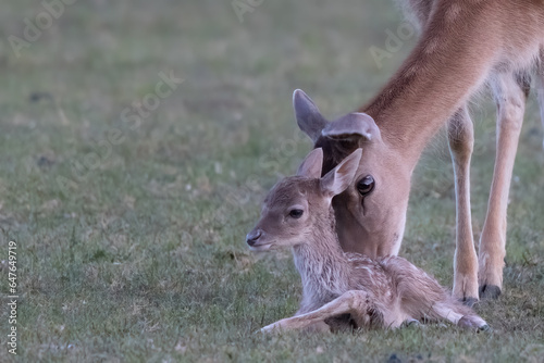 Newborn deer calf lying in the meadow, dama dama
