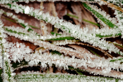 Winter wonderland  morning frost on the grass