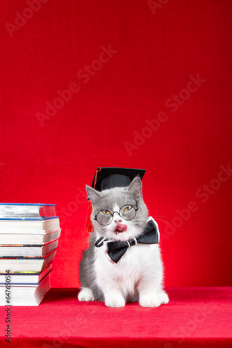 a cute british shorthair cat dressed as a doctor on red at vertical composition © Freer