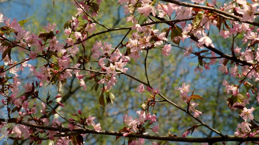 Cherry branch with flowers in spring bloom. Landscape of the cherry blossom.