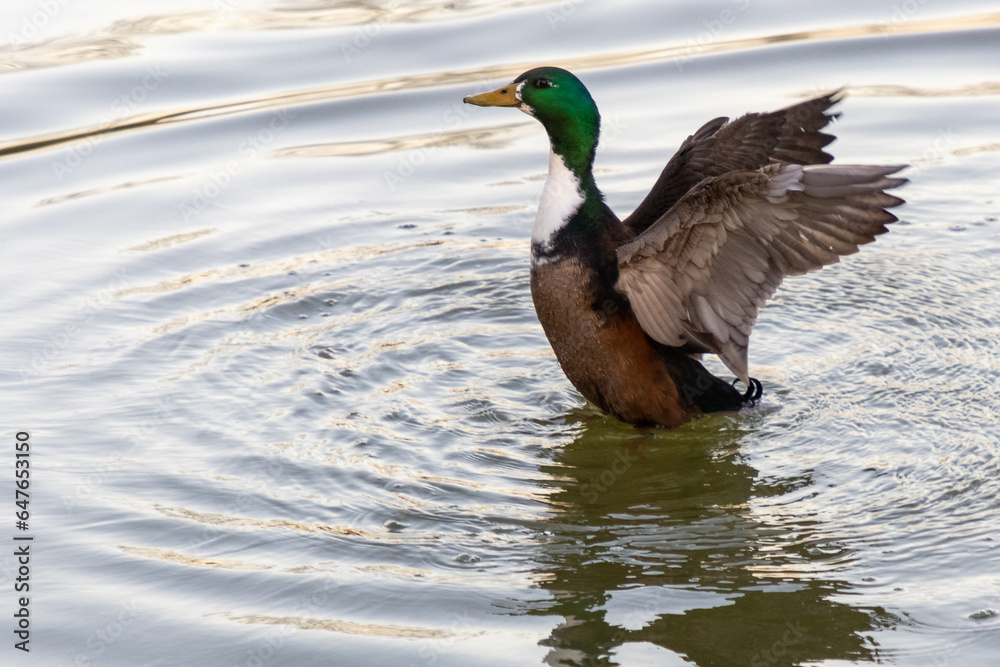 Obraz premium ánade real