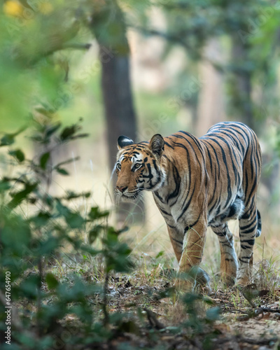 wild indian female bengal tiger or panthera tigris in natural green background on territory stroll head on in winter evening safari at bandhavgarh national park forest reserve madhya pradesh india