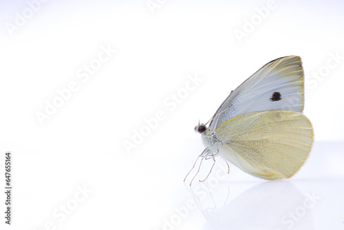 White butterfly, cabbage white, on light background, Pieris rapae photo