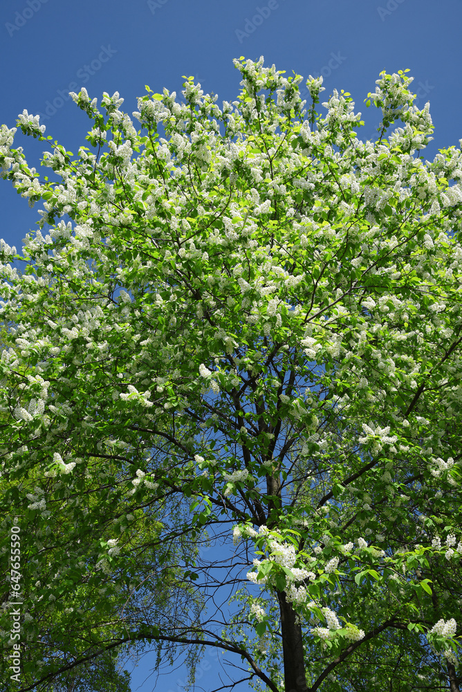 Bird cherry blossoms in spring in sunny weather against a blue sky. Bird cherry blossoms in spring in sunny weather against a blue sky.