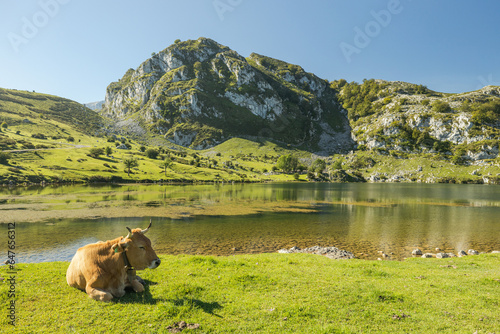 A single cow laying the in the grass and the sun. There are more animals and cows in the background, with the Lagos de Covadonga and european mountains in the back. Wild animals of Asturias.