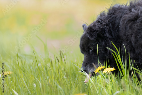 Black dog eating grass in spring meadow, hrvatski ovčar photo