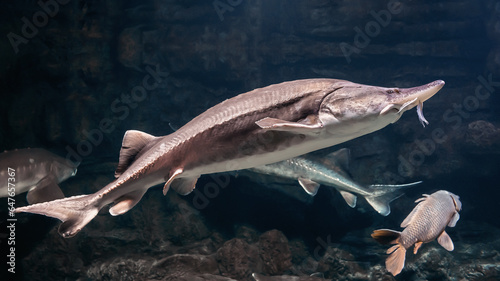 Large freshwater fish Kaluga close-up, genus Beluga, sturgeon family
