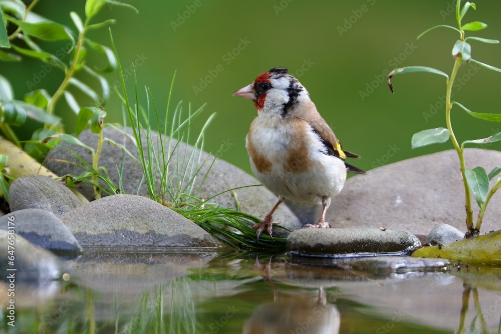 Goldfinch stands on the stones at the bird's water hole. Reflection on the water. Czechia. Goldfinch stands on the stones at the bird's water hole. Reflection on the water. Czechia.