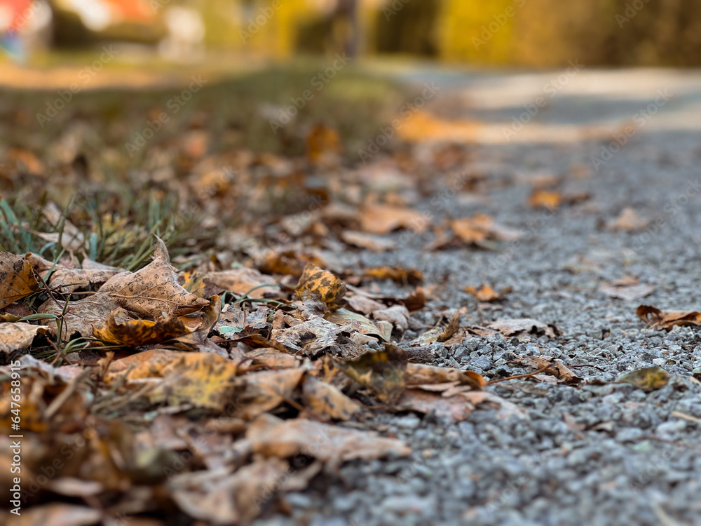 Yellow golden autumn leaves on the sidewalk in the park Yellow golden autumn leaves on the sidewalk in the park