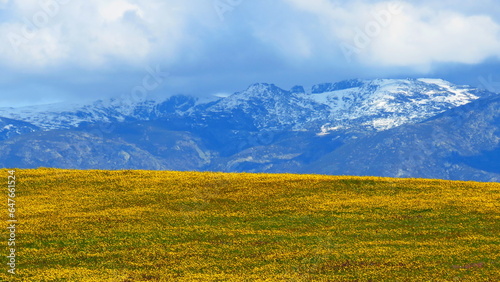 sierra de grados nevada con campo de flores amarillas © J. Francés