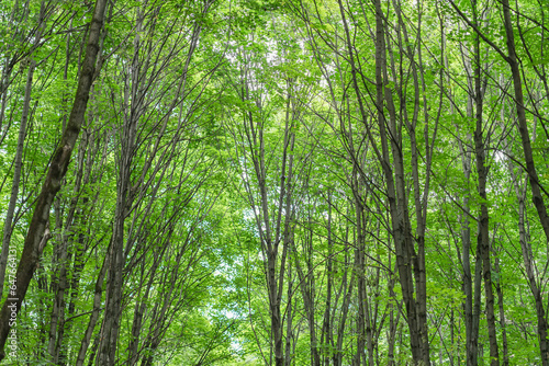 Bright green scenic vivid colorful trees. Natural spring summer background