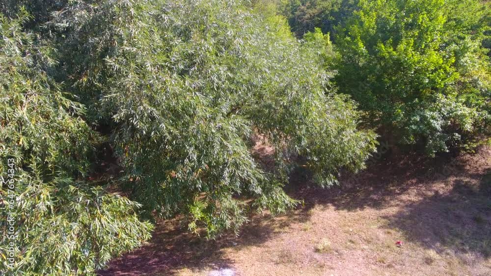 Tree at the foot of the forest, aerial drone shoot, beautiful view Tree at the foot of the forest, aerial drone shoot, beautiful view