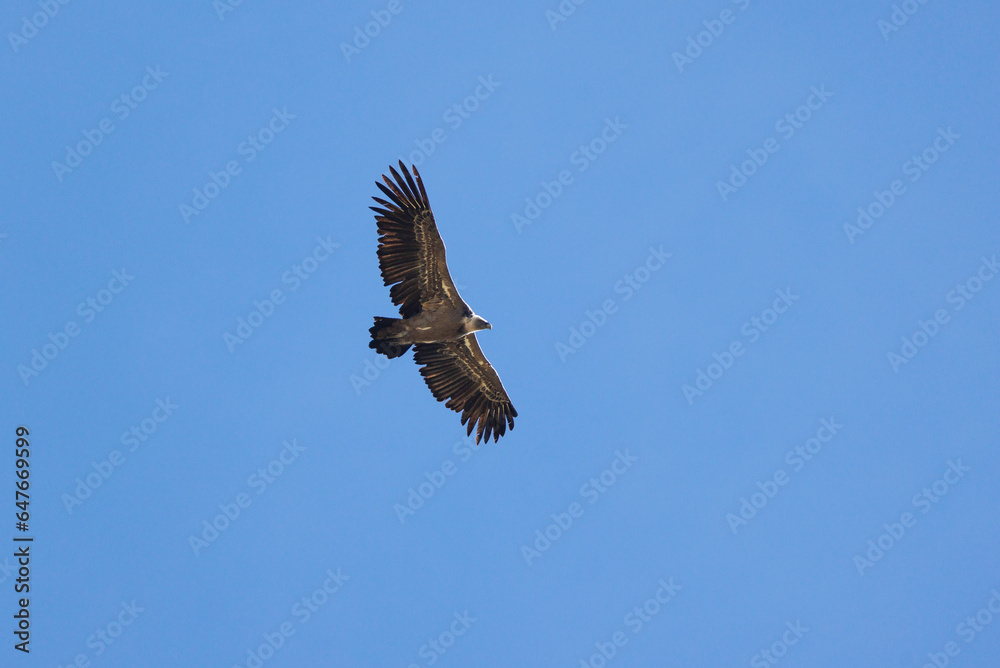 Griffon vulture (Gyps fulvus) flying by near Lukmanier Pass Griffon vulture (Gyps fulvus) flying by near Lukmanier Pass