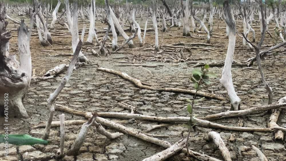 Destruction mangrove forest scenery, destruction mangrove forest is an ecosystem that has been severely degraded or eliminated such as habitat, and pollution, take care of the mangrove forest. Destruction mangrove forest scenery, destruction mangrove forest is an ecosystem that has been severely degraded or eliminated such as habitat, and pollution, take care of the mangrove forest.