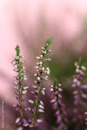 selective focus pink heather on pink background