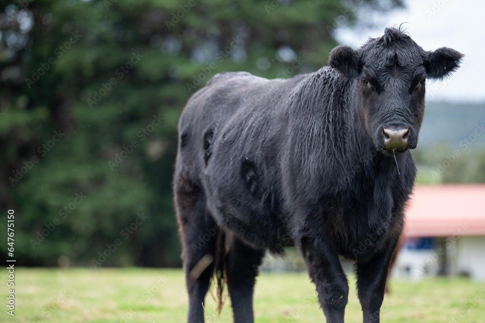Stud Angus cows in a field free range beef cattle on a farm. Portrait of cow close up Stud Angus cows in a field free range beef cattle on a farm. Portrait of cow close up