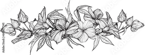 Composition of Hibiscus flowers and leaves. banner. Black and white hand-drawn graphics translated into vector. Botanical illustration for printing on fabric, packaging, prints, stickers