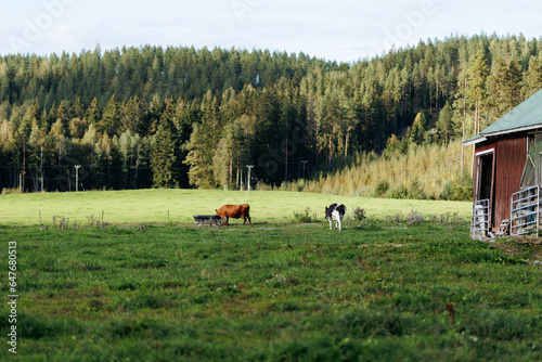 cows in a farm