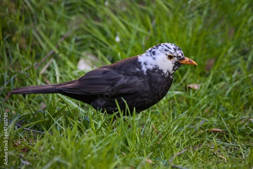 Turdus merula