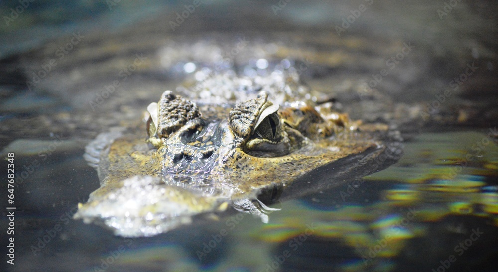 alligator in a pond