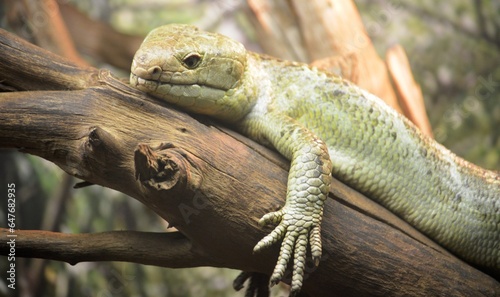 lizard on a tree © Neskuchniy Vladimir