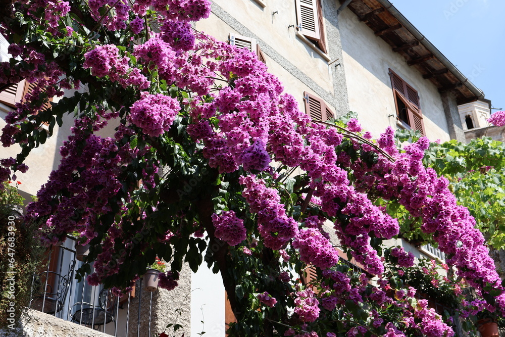 A picture taken of the pink flowers growing on the sides of the houses all around the lake garda, Italy. 