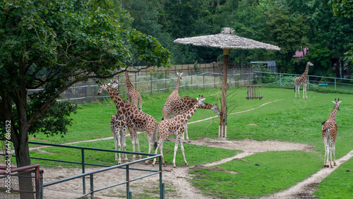 Rothschild's giraffe 