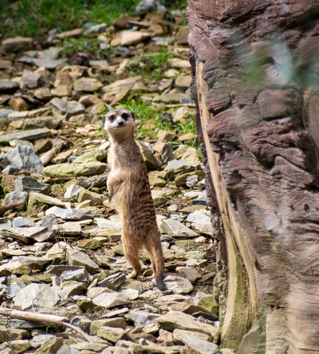 Meerkat 