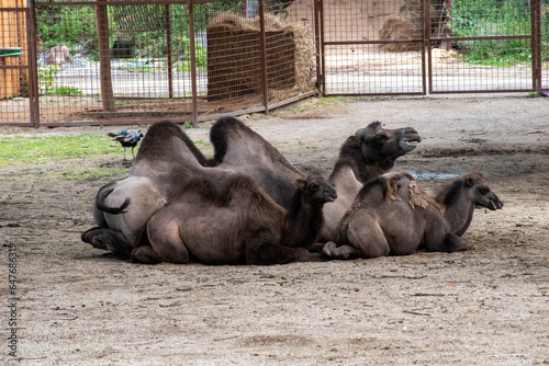 Bactrian camel 