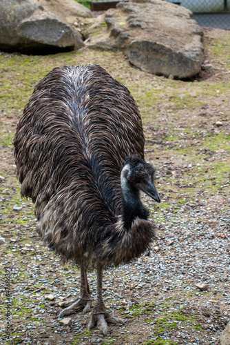 Emu 