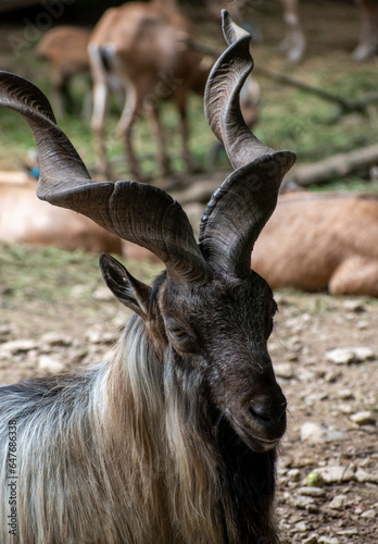 Markhor