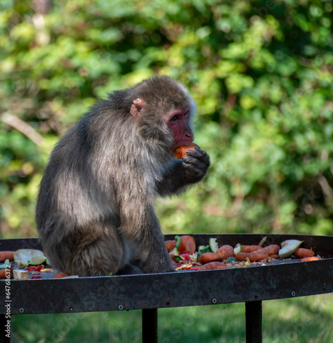 Japanese macaque 