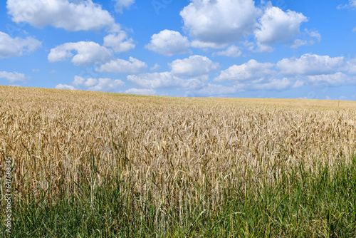 Feld140923a