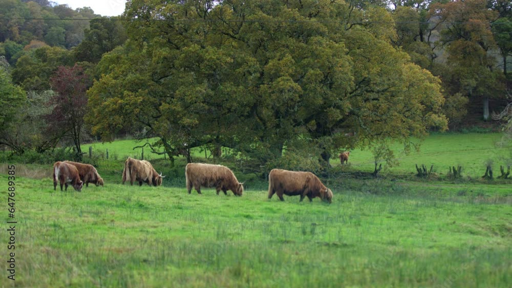 Wide Shot of Highland Cattle In Scotland Field Wide Shot of Highland Cattle In Scotland Field