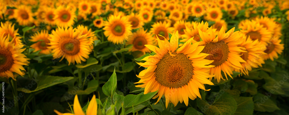 Chasing the Sun: Sunflowers Painted Against a Stormy Canvas Chasing the Sun: Sunflowers Painted Against a Stormy Canvas