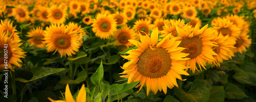 Chasing the Sun  Sunflowers Painted Against a Stormy Canvas