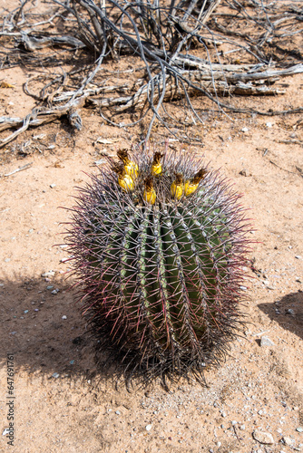 Blooming Barrel Cactus in Organ Pipe Cactus National Monument, Arizona