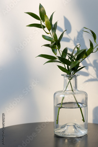 plant in vase