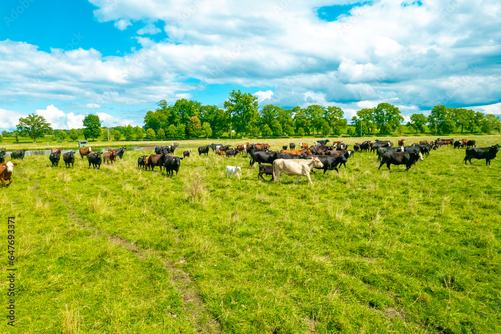 Obraz premium Aerial view of a meadow with cows Grazing in Green Field, Michigan 