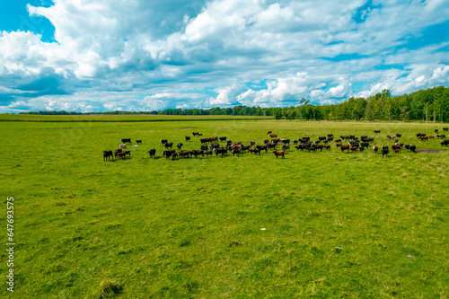 Aerial view of a meadow with cows Grazing in Green Field  Michigan 