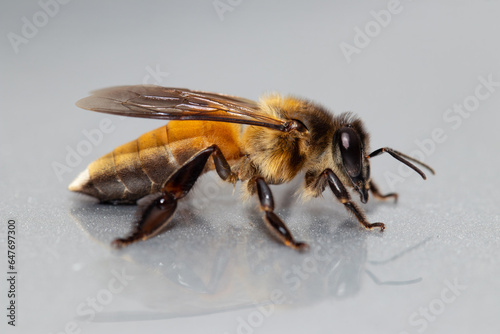 Obraz na płótnie Closeup Giant honey bee/ Rock bee (Apis dorsata) from Southeast Asia